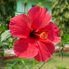 Red Hibiscus rosa sinensis 100 PCS Seeds Red Hibiscus rosa sinensis 100 PCS Seeds