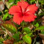 Red Hibiscus rosa sinensis 100 PCS Seeds