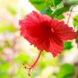 Red Hibiscus rosa sinensis 100 PCS Seeds