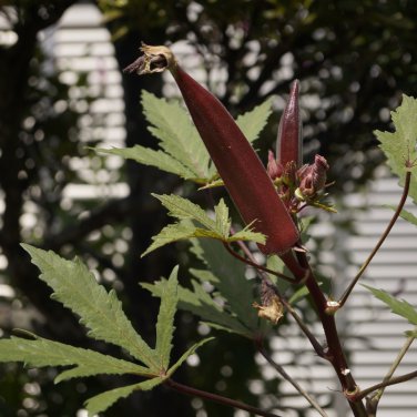 Red Okra Organic 12 PCS Seeds