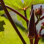 Red Okra Organic 12 PCS Seeds
