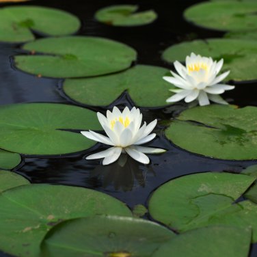 Red Heart Lotus Flower Gorgeous Aquatic Plant 100 PCS Seeds