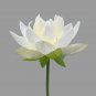 Red Heart Lotus Flower Gorgeous Aquatic Plant 100 PCS Seeds