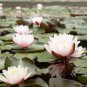 Red Heart Lotus Flower Gorgeous Aquatic Plant 100 PCS Seeds