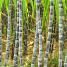 Red Green Sugarcane Mixed 100 PCS Seeds Red Green Sugarcane Mixed 100 PCS Seeds