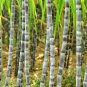 Red Green Sugarcane Mixed 100 PCS Seeds