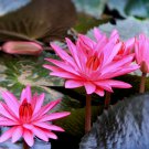 Red Night Water Lily Pond Plants 1 PCS Seeds Red Night Water Lily Pond Plants 1 PCS Seeds