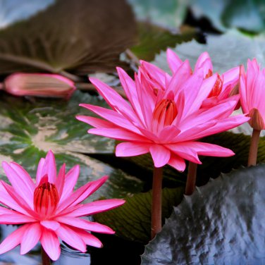 Red Night Water Lily Pond Plants 1 PCS Seeds