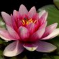 Red Night Water Lily Pond Plants 1 PCS Seeds