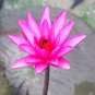 Red Night Water Lily Pond Plants 1 PCS Seeds