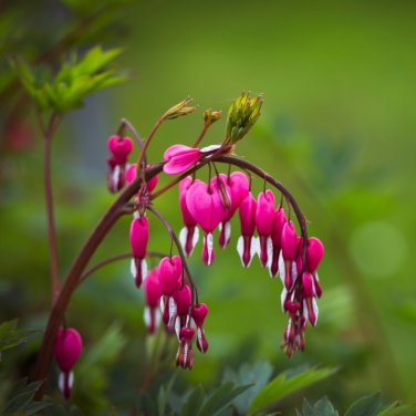Red Lamprocapnos spectabilis Bleeding-Heart Plant Flower 5 PCS Seeds