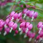 Red Lamprocapnos spectabilis Bleeding-Heart Plant Flower 5 PCS Seeds