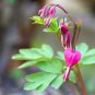 Red Lamprocapnos spectabilis Bleeding-Heart Plant Flower 5 PCS Seeds