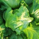 Red Iceberg Lettuce Heirloom Organic 200 PCS Seeds