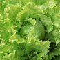 Red Iceberg Lettuce Heirloom Organic 200 PCS Seeds