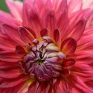 Red Dahlias 50 PCS Seeds