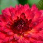Red Dahlias 50 PCS Seeds