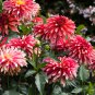 Red Dahlias 50 PCS Seeds