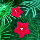 Red Cypress Humming Bird Vine Perennial Climbing Flowers Heirloom 10 PCS Seeds Red Cypress Humming Bird Vine Perennial Climbing Flowers Heirloom 10 PCS Seeds