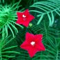Red Cypress Humming Bird Vine Perennial Climbing Flowers Heirloom 10 PCS Seeds
