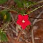 Red Cypress Humming Bird Vine Perennial Climbing Flowers Heirloom 10 PCS Seeds