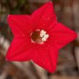 Red Cypress Humming Bird Vine Perennial Climbing Flowers Heirloom 10 PCS Seeds