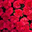 Red Carnation Flower Dianthus Caryophyllus Herbs 30 PCS Seeds Red Carnation Flower Dianthus Caryophyllus Herbs 30 PCS Seeds