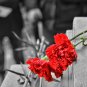 Red Carnation Flower Dianthus Caryophyllus Herbs 30 PCS Seeds