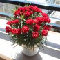 Red Carnation Flower Dianthus Caryophyllus Herbs 30 PCS Seeds