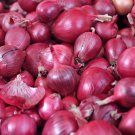 Red Creole Onion Vegetables 100 PCS Seeds