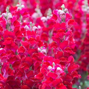 Red Baby Snapdragon 60 PCS Seeds