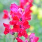 Red Baby Snapdragon 60 PCS Seeds
