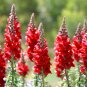 Red Baby Snapdragon 60 PCS Seeds