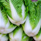 Red Chinese Cabbage 50 PCS Seeds