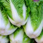 Red Chinese Cabbage 50 PCS Seeds