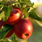 Red Apple Tree Bonsai Series 100 PCS Seeds