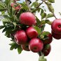 Red Apple Tree Bonsai Series 100 PCS Seeds