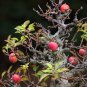 Red Apple Tree BONSAI serious 10 PCS Seeds