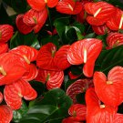 Red Anthurium 100 PCS Seeds Red Anthurium 100 PCS Seeds