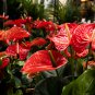 Red Anthurium 100 PCS Seeds