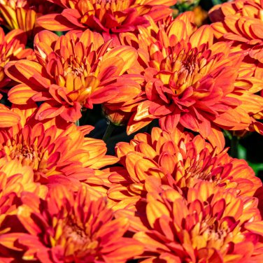 Red and Yellow Chrysanthemums Flowers 100 PCS Seeds
