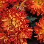 Red and Yellow Chrysanthemums Flowers 100 PCS Seeds