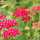 Red Achillea Millefolium Common Yarrow Flower 50 PCS Seeds