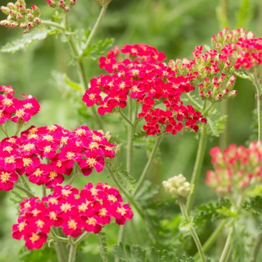 Red Achillea Millefolium Common Yarrow Flower 50 PCS Seeds