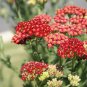 Red Achillea Millefolium Common Yarrow Flower 50 PCS Seeds