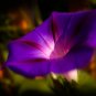 Rebecca Purple Morning Glory 50 PCS Seeds