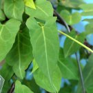 Real Polygonum Multiflorum Semente Plant Herb He Shou Wu for Fo-Ti 50 PCS Seeds