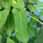 Real Polygonum Multiflorum Semente Plant Herb He Shou Wu for Fo-Ti 50 PCS Seeds