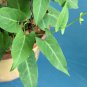 Real Polygonum Multiflorum Semente Plant Herb He Shou Wu for Fo-Ti 50 PCS Seeds