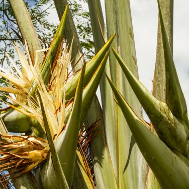 Ravenala madagascariensis 10 PCS Seeds